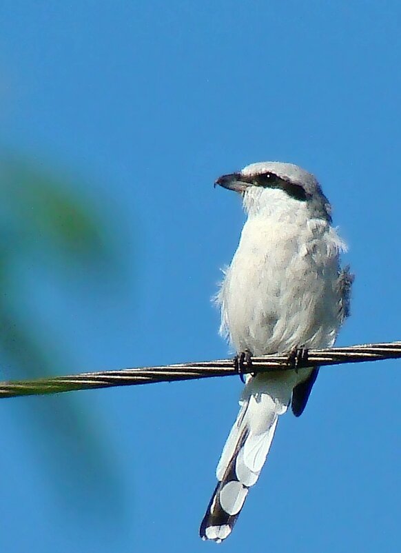 серый сорокопут - gawrilа - dan