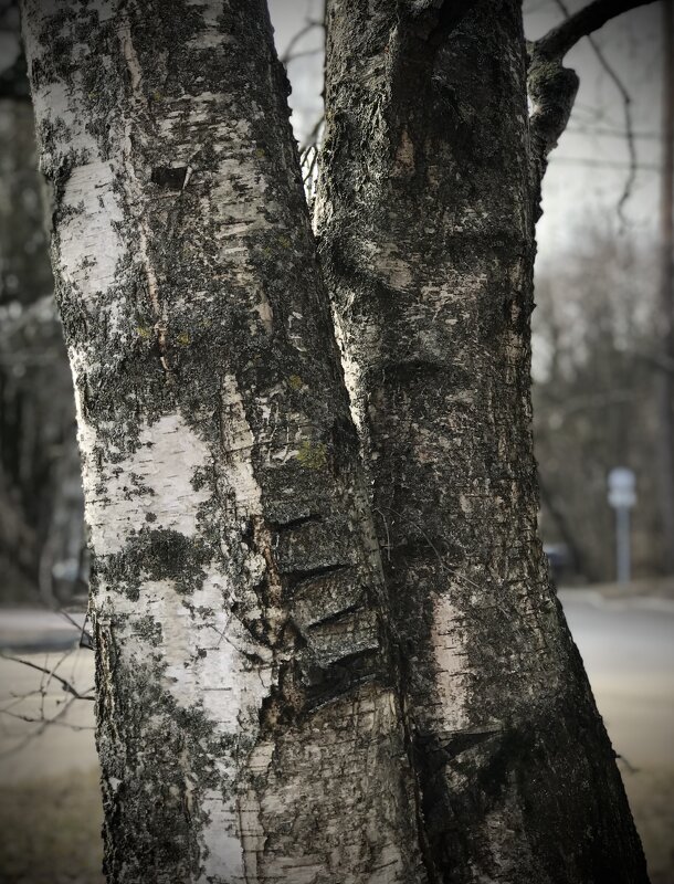 Березовый лик) - Любовь 