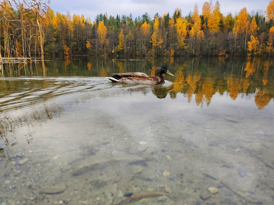 Уточка - Тамара Нижельская Уточка - Тамара Нижельская