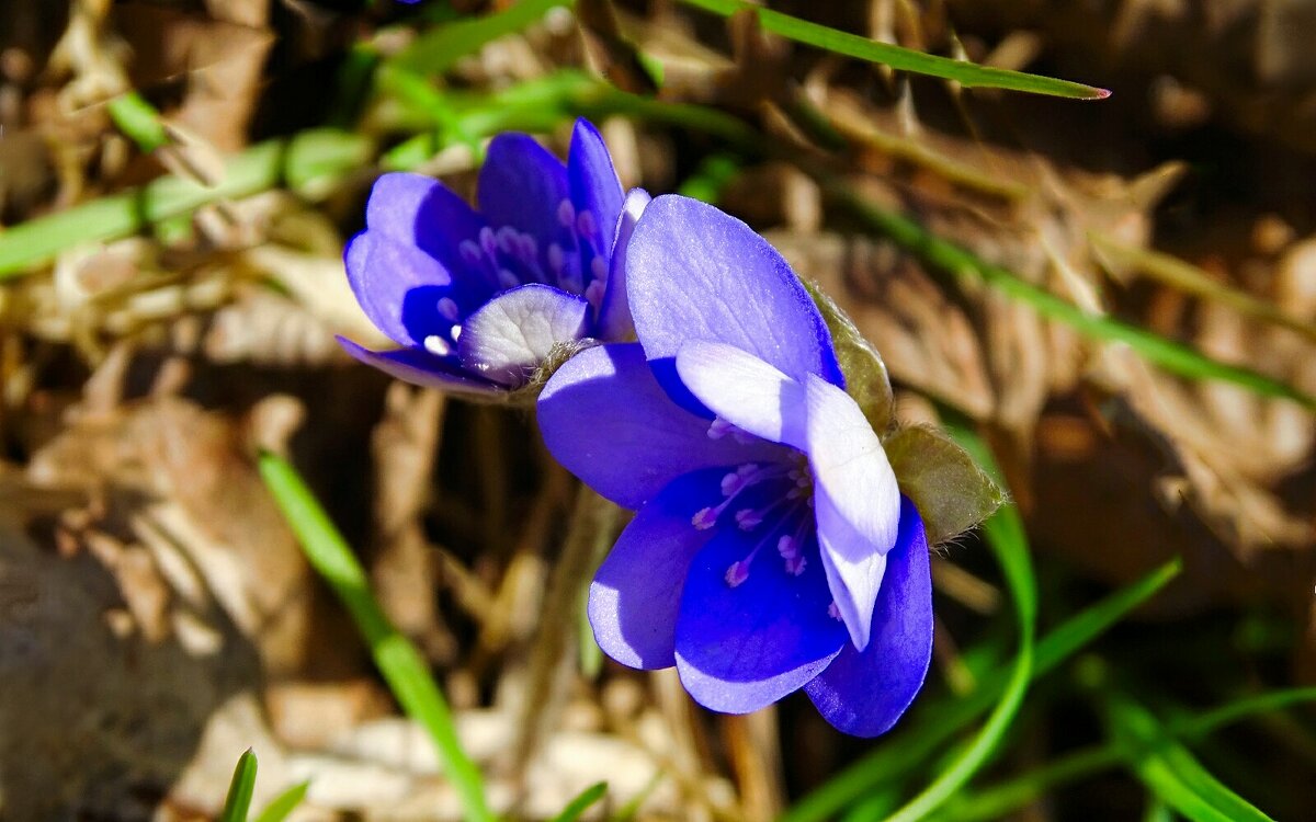 Лесные печёночницы - Милешкин Владимир Алексеевич Лесные печёночницы - Милешкин Владимир Алексеевич