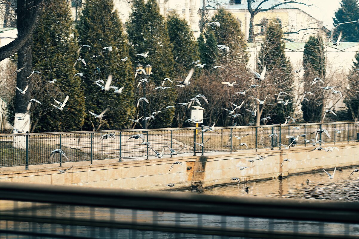 Голубиная суматоха. - Татьяна Помогалова Голубиная суматоха. - Татьяна Помогалова