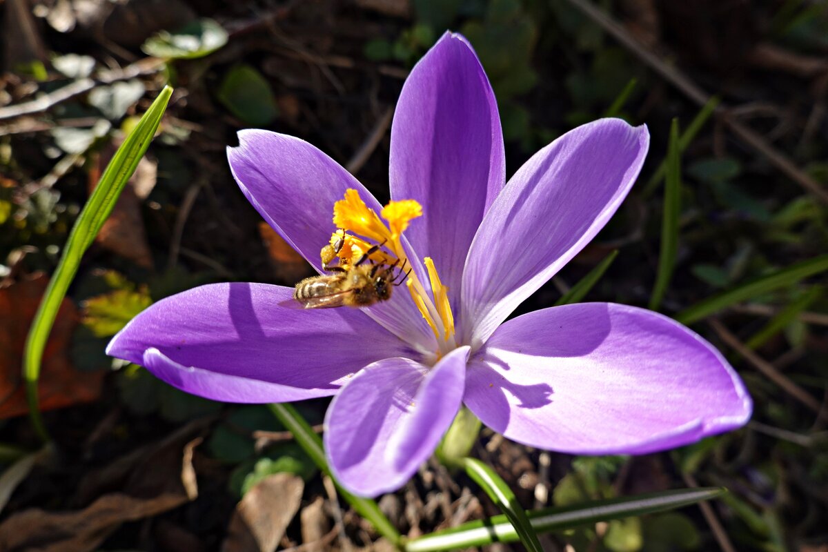 А весна ещё в возрасте нежном...... - Галина А весна ещё в возрасте нежном...... - Галина