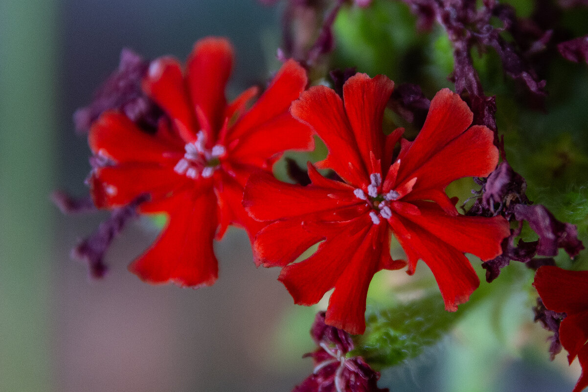 *** - Виктор Иванович Чернюк