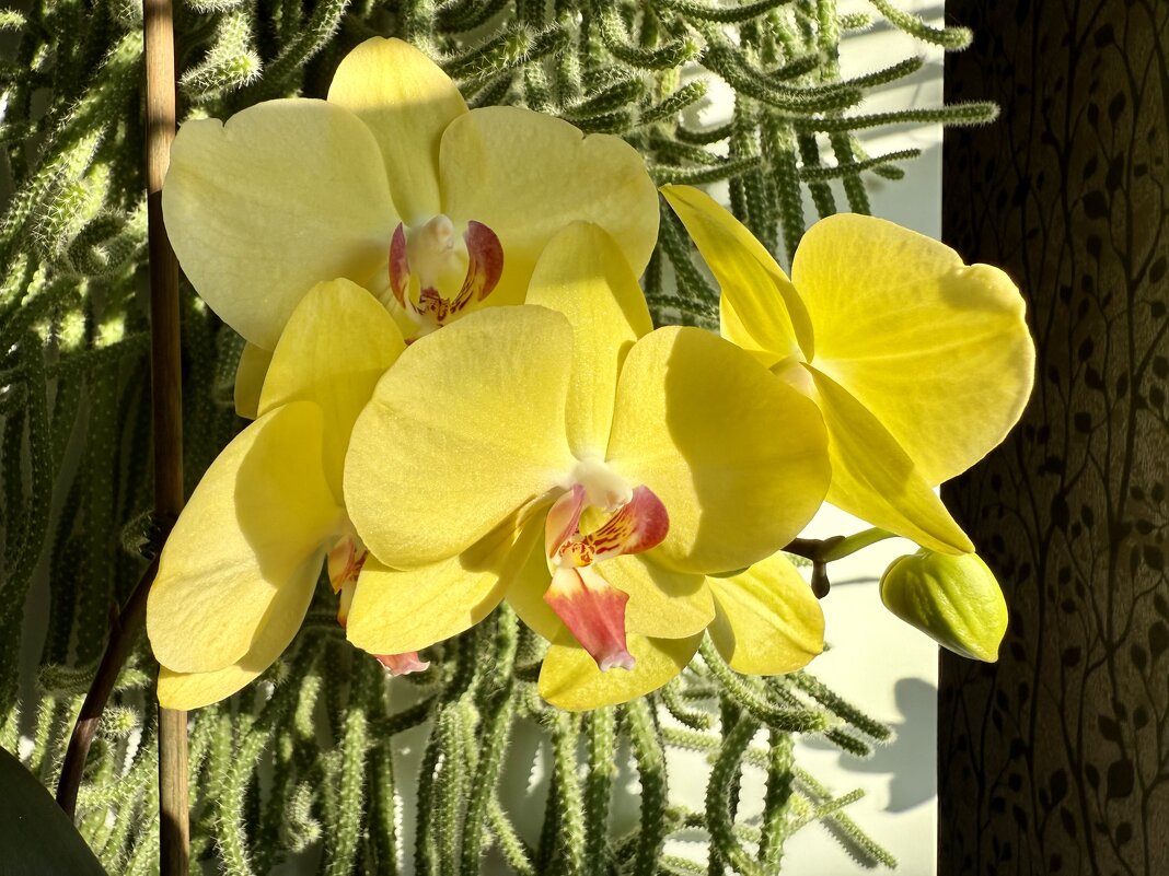 Орхидея «Лимон» - Валентина .