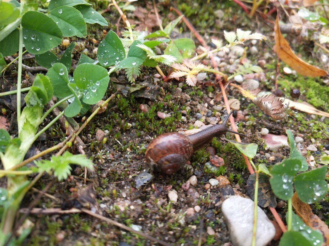 Улитка - Ирина Жигунова