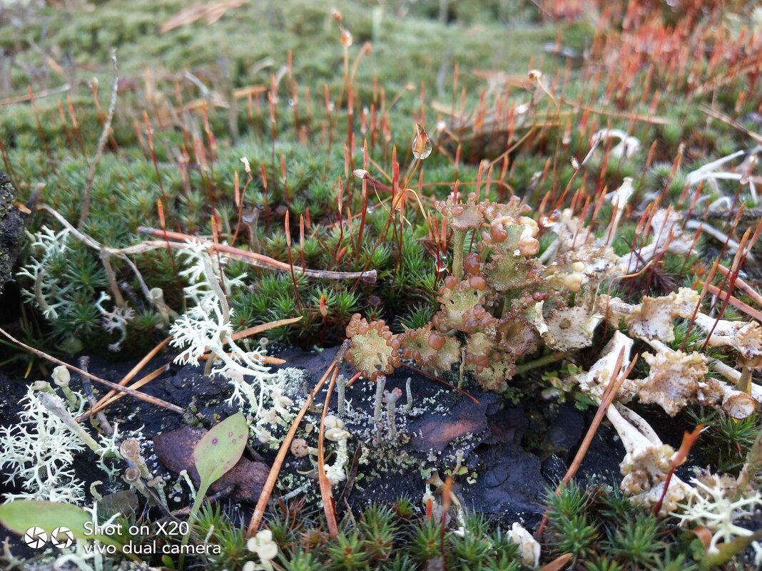 ...в сказочном лесу... - Ирина Жигунова