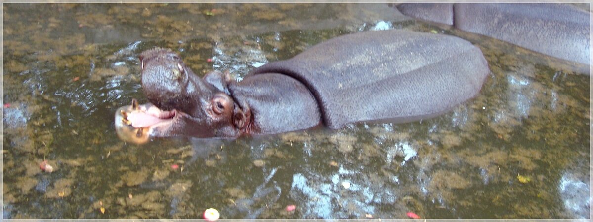 Бегемотик - марта Камушкина