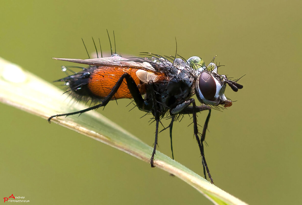 Муха - Андрей Пристяжнюк Муха - Андрей Пристяжнюк