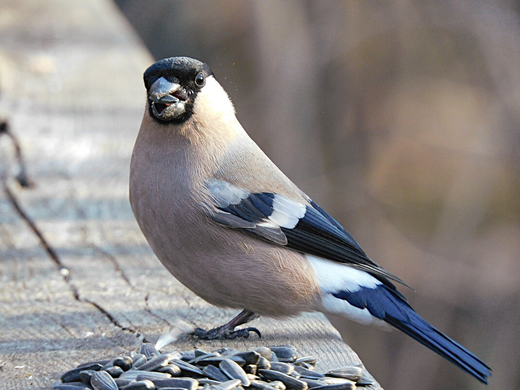 Снегирка - Лина Снегирка - Лина