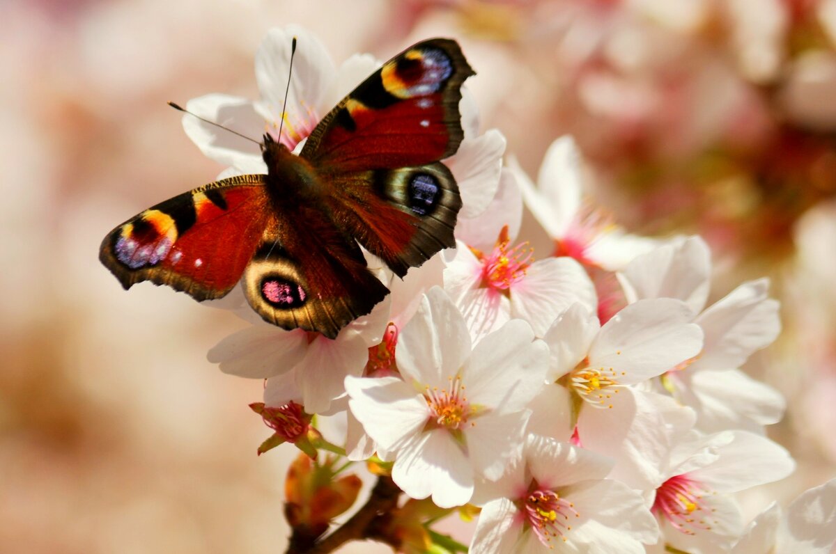 Доброе утро - Юрий. Шмаков