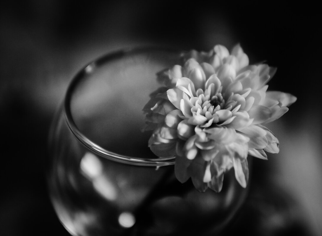 Лепестки... - Магомед .