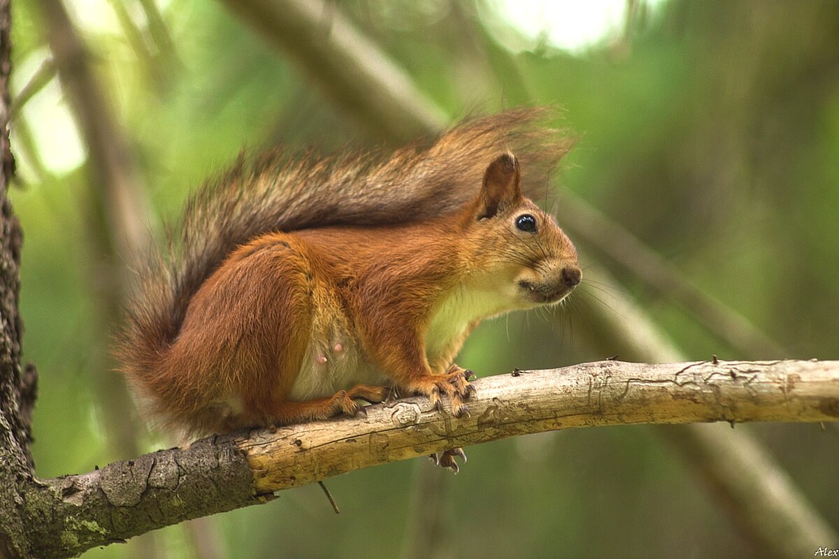 3762 - Alex . 3762 - Alex .