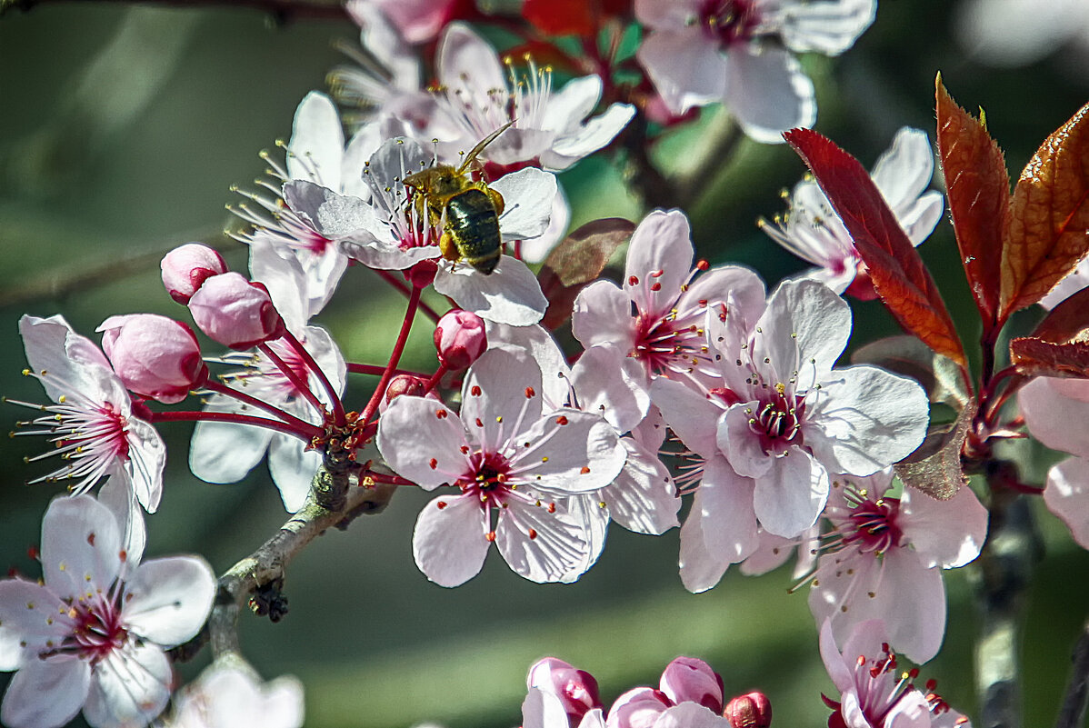 Сакура - Андроник Александр 