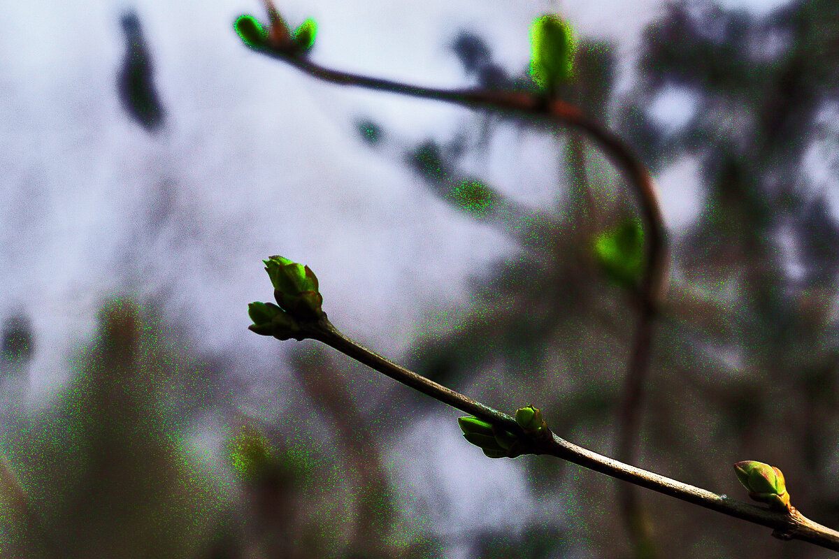 Сирень - Юрий Гайворонскiий