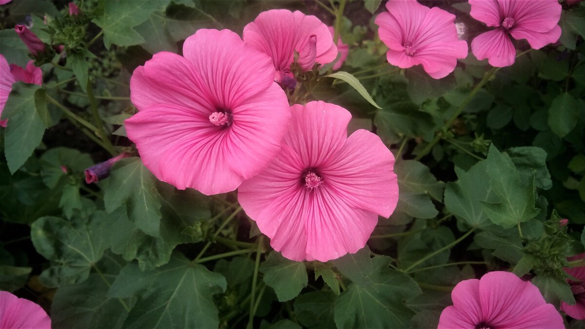 ,,, - Сергей Тимоновский ,,, - Сергей Тимоновский