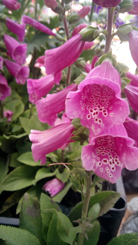 ,,, - Сергей Тимоновский ,,, - Сергей Тимоновский