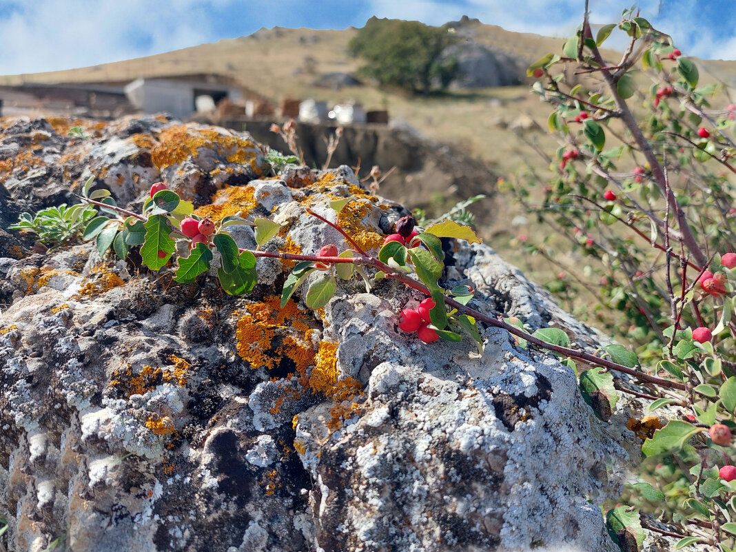 осенние краски Крыма - ИРЭН@ .