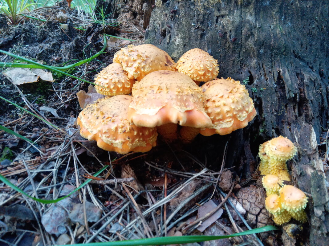Чешуйчатка обыкновенная - Алексей Р.