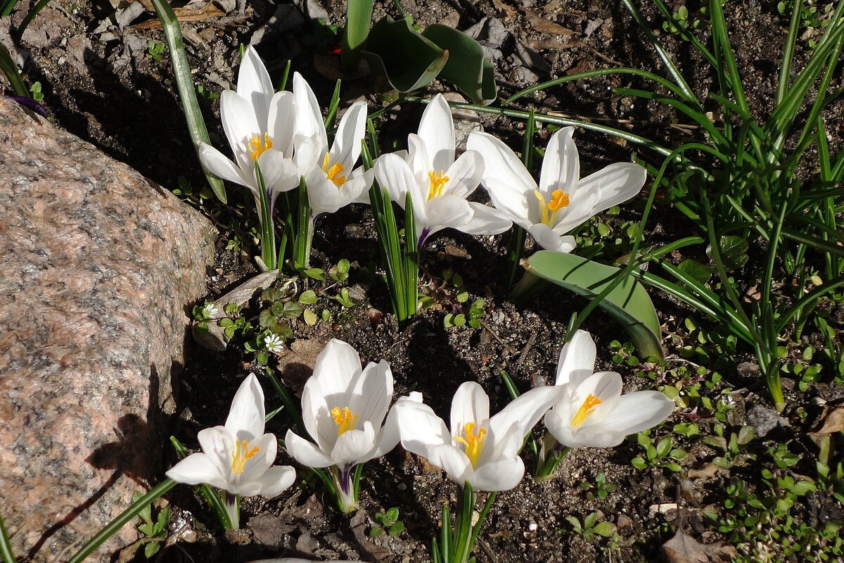 Крокус (шафран) - Рита Симонова Крокус (шафран) - Рита Симонова