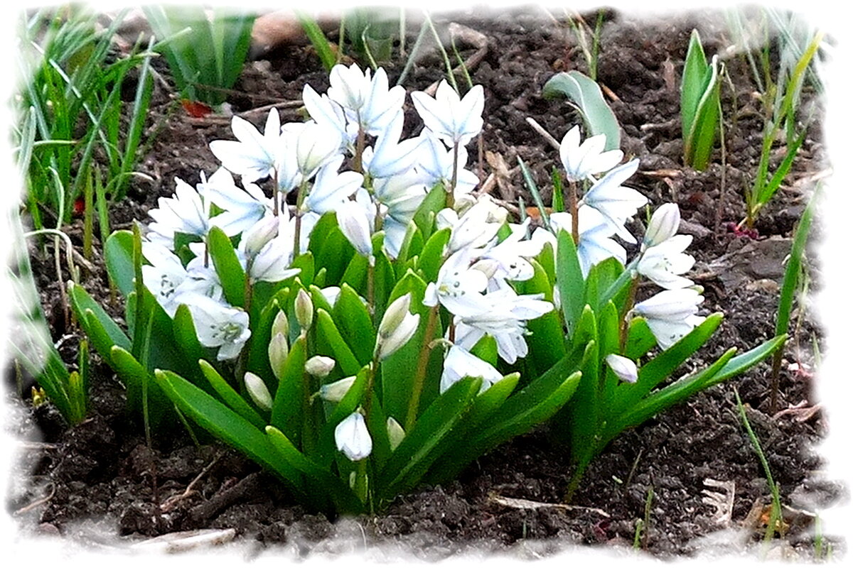 Пушкинии - Фёдор Меркурьев