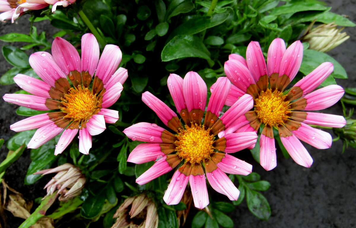 Гацания. - nadyasilyuk Вознюк Гацания. - nadyasilyuk Вознюк