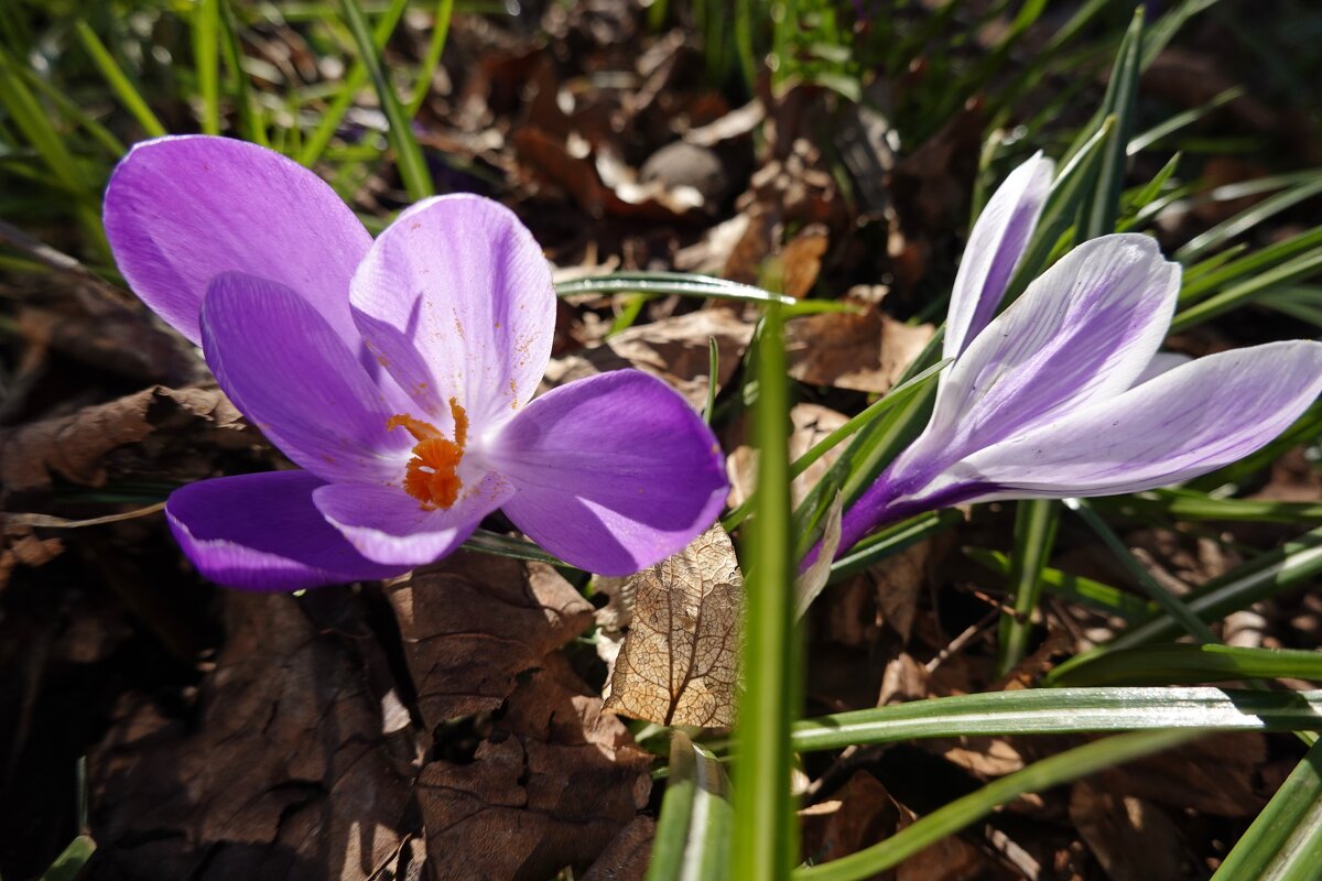 Красивы первые весенние цветы. Они нам говорят, что жизнь прекрасна!... - Галина Красивы первые весенние цветы. Они нам говорят, что жизнь прекрасна!... - Галина