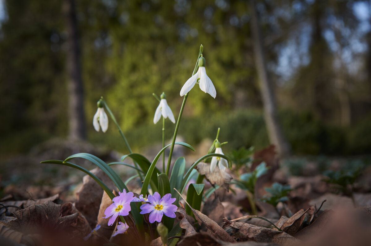 Подснежник - Сергей 