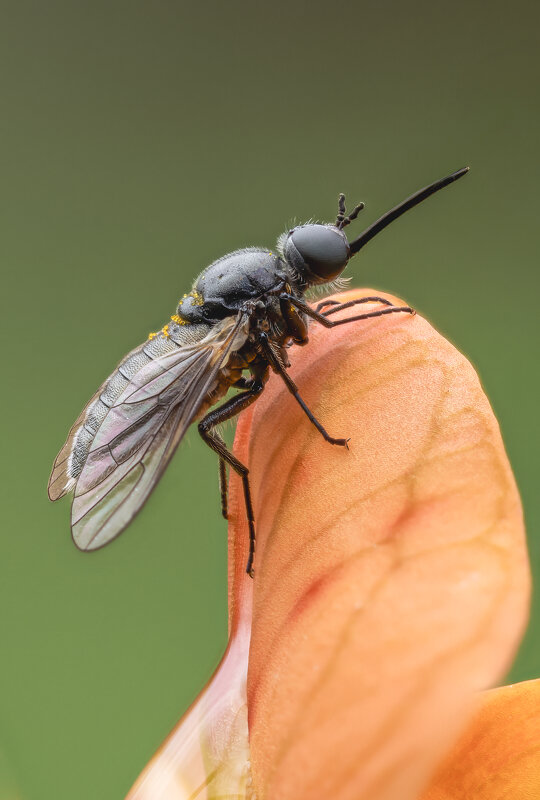 Муха phthiria pulicaria. - Александр Григорьев Муха phthiria pulicaria. - Александр Григорьев