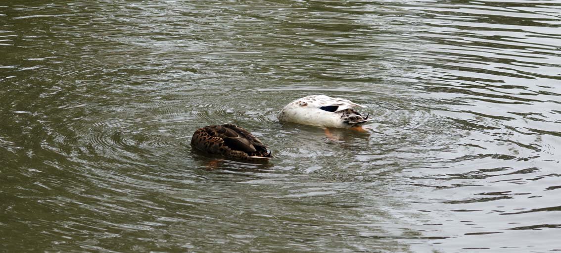 И их головы дома - Ivan VIKAR