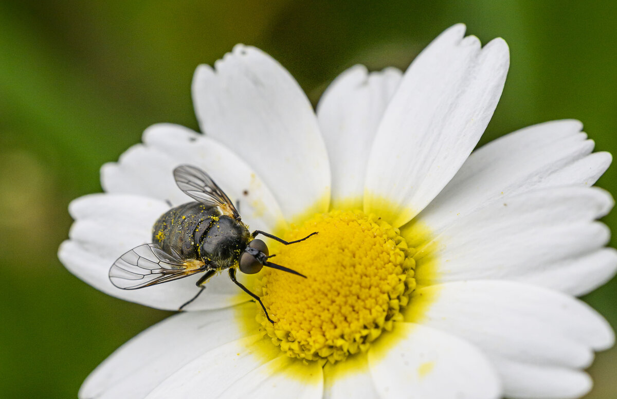 муха какая то сложно названная... смотрите у товарища - Осень муха какая то сложно названная... смотрите у товарища - Осень