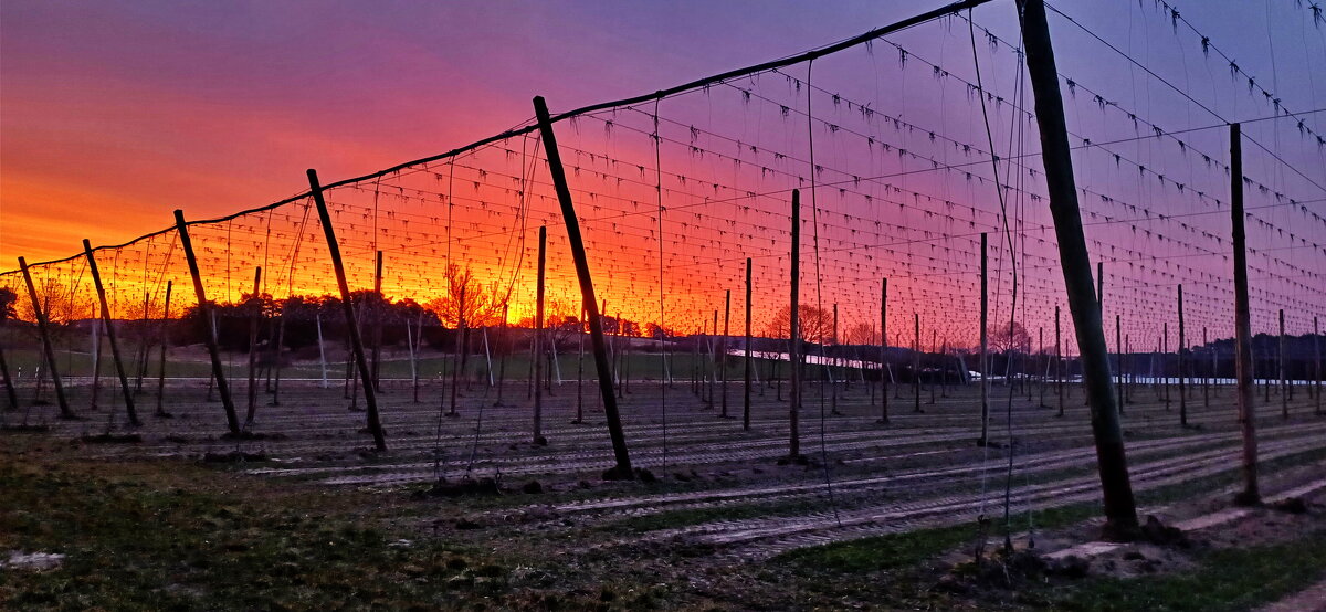 утро в поле - vladimir 