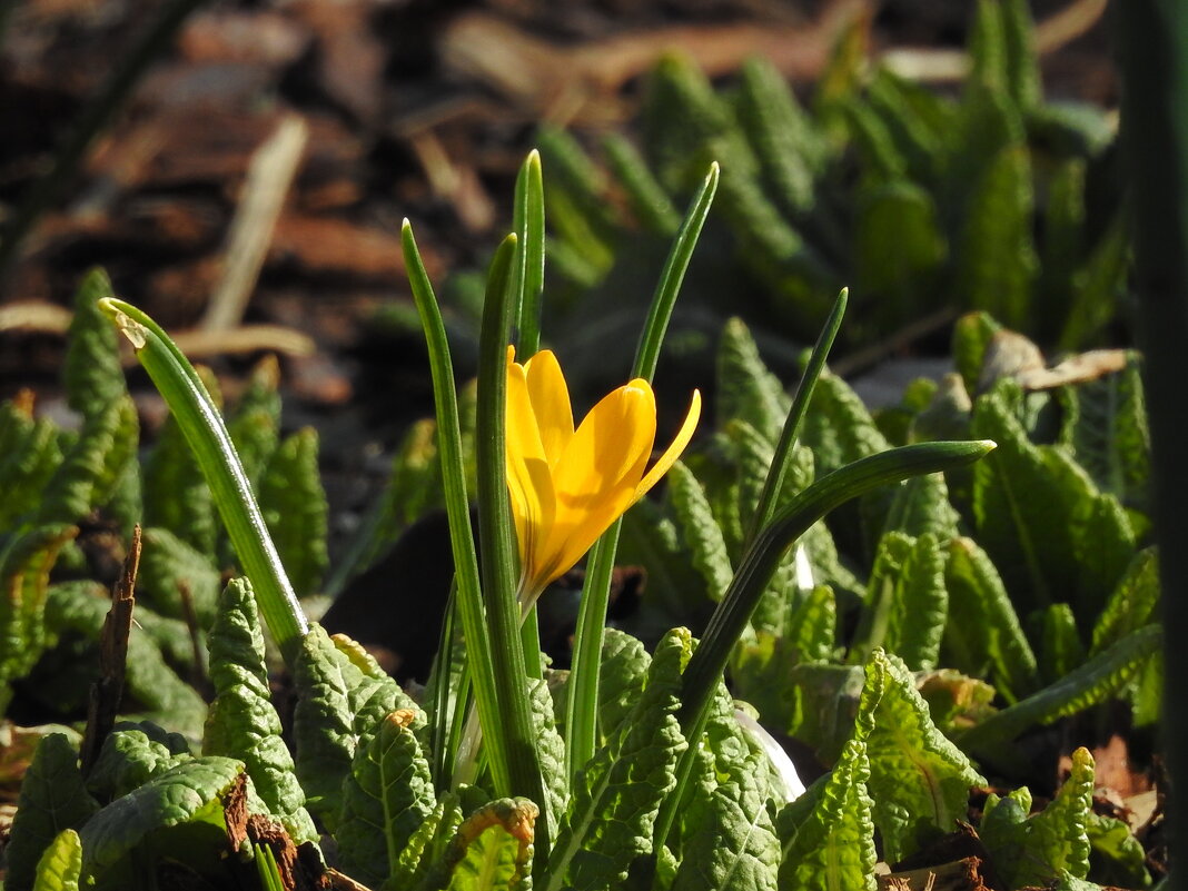 весна - ИННА ПОРОХОВА весна - ИННА ПОРОХОВА