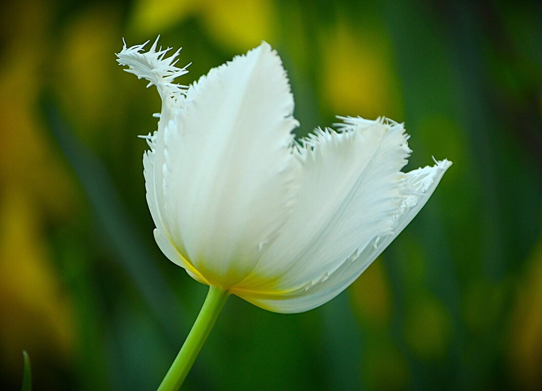 Репетиция весны - Татьяна Тюменка Репетиция весны - Татьяна Тюменка