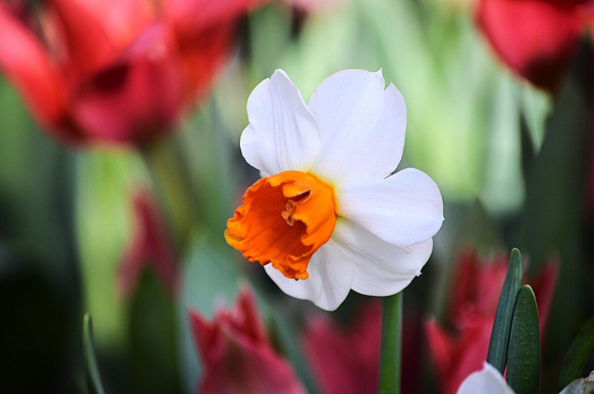 Репетиция весны - Татьяна Тюменка Репетиция весны - Татьяна Тюменка