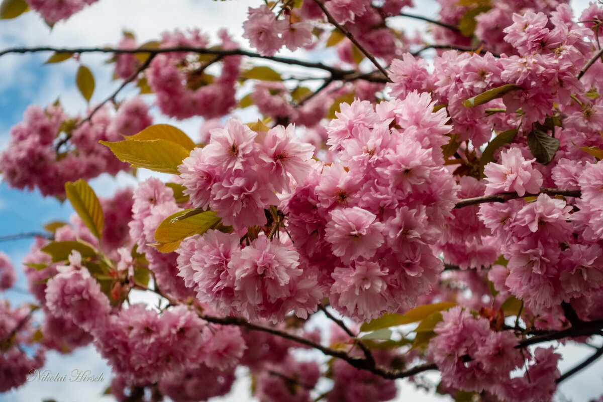 Красота сакуры... - Николай Гирш Красота сакуры... - Николай Гирш