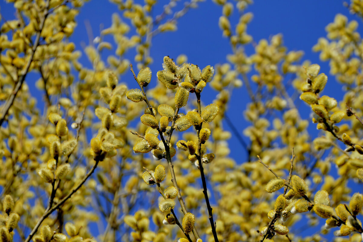 Природа 21 марта 3 - Александр Прокудин