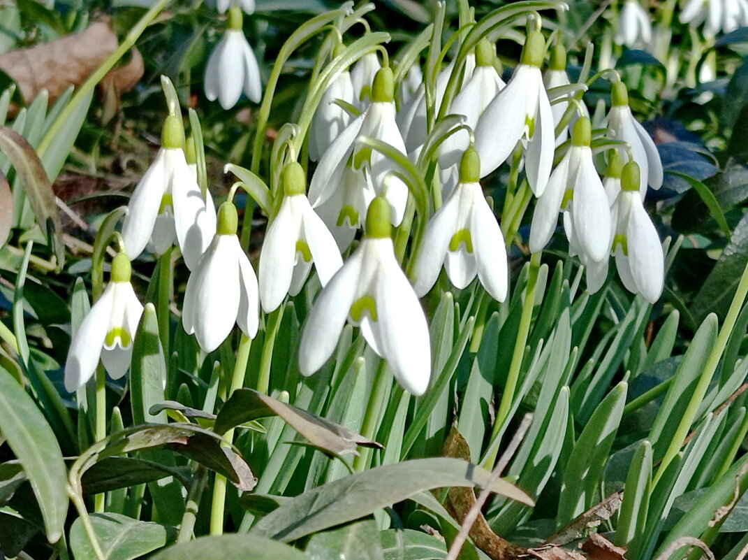 Чудо-подснежники - Александр Чеботарь Чудо-подснежники - Александр Чеботарь