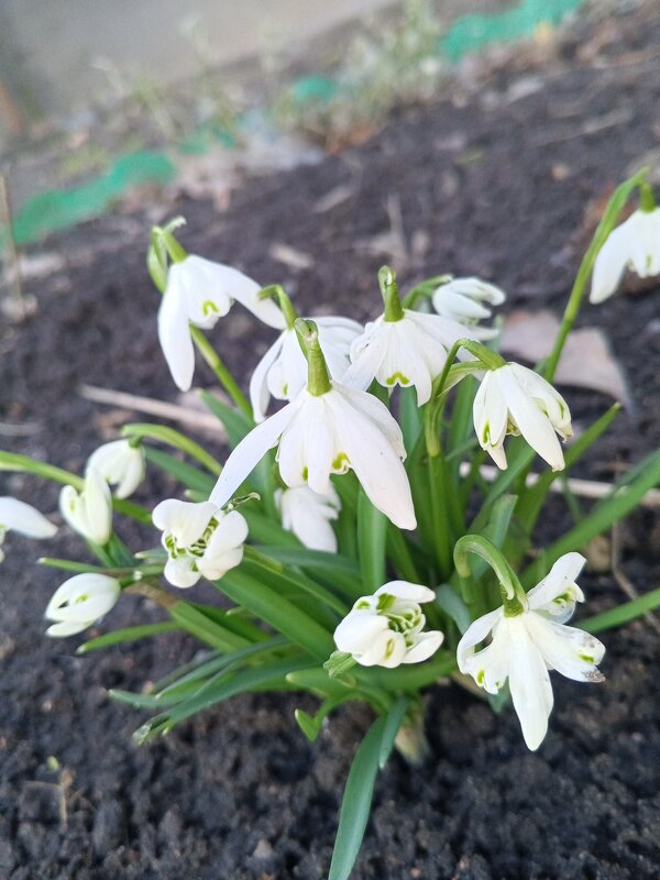 Галантус - Сапсан 