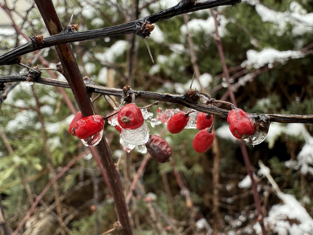 Барбарис - Валентина .