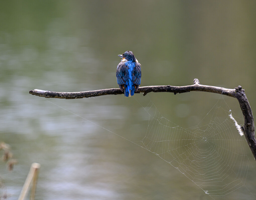 вид сзади - Осень вид сзади - Осень