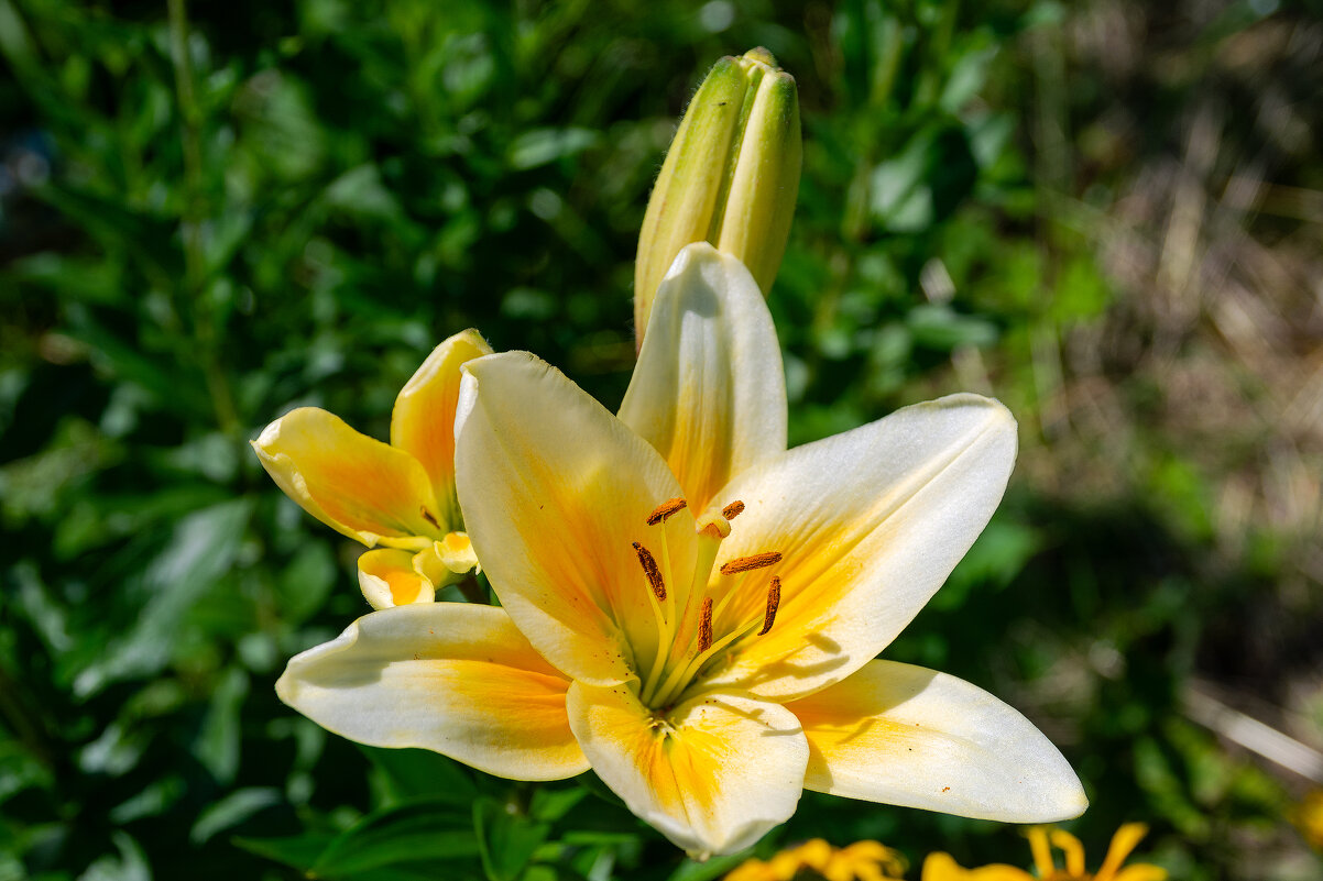 *** - Виктор Иванович Чернюк