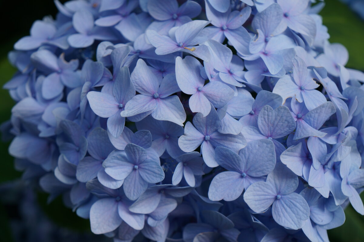 * * * - Алёна Савина