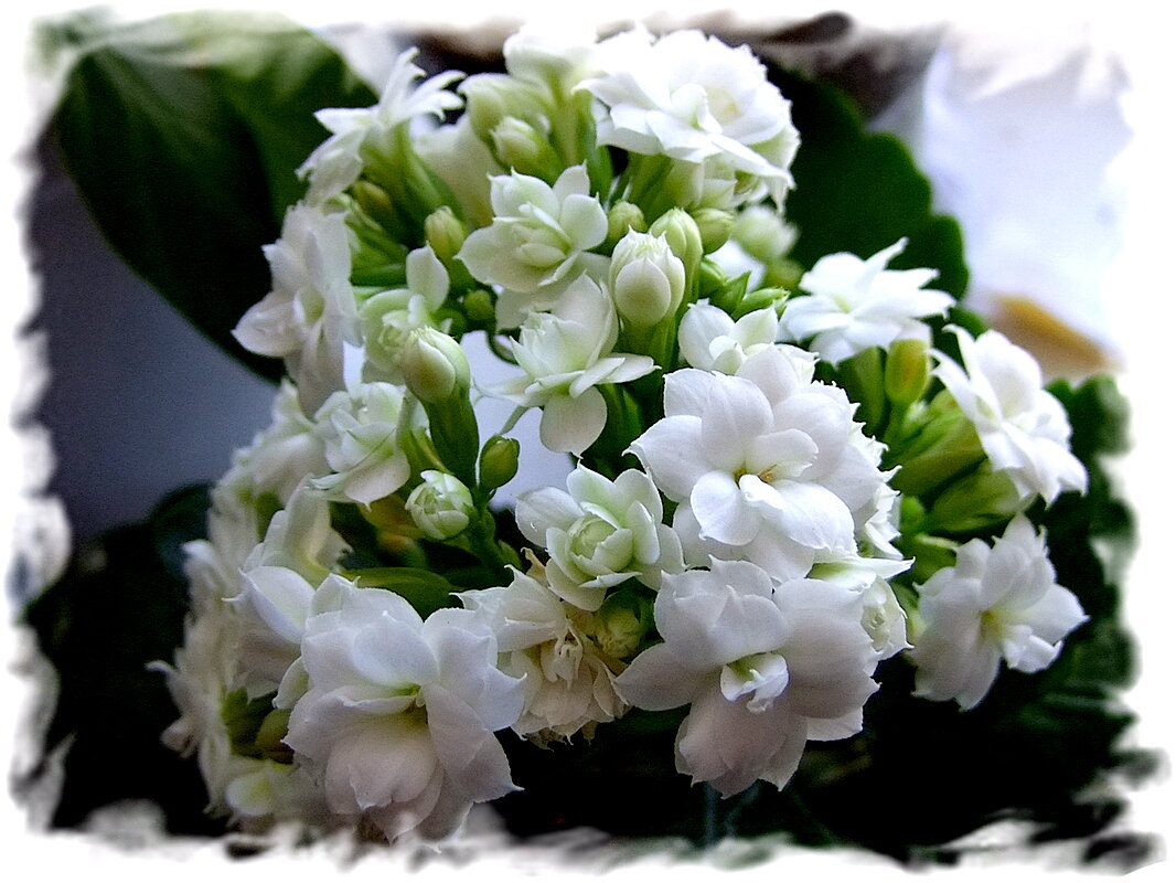 °∆° - Фёдор Меркурьев