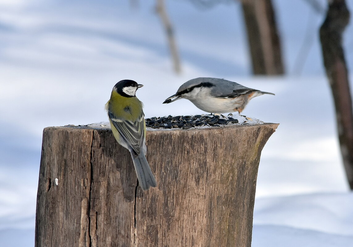 На пеньке. - Алексей . На пеньке. - Алексей .