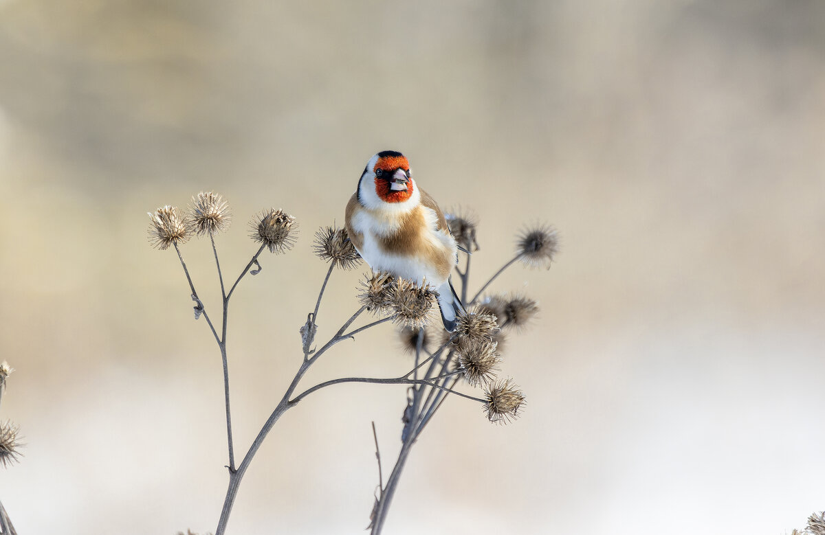 щегол. - юрий макаров щегол. - юрий макаров