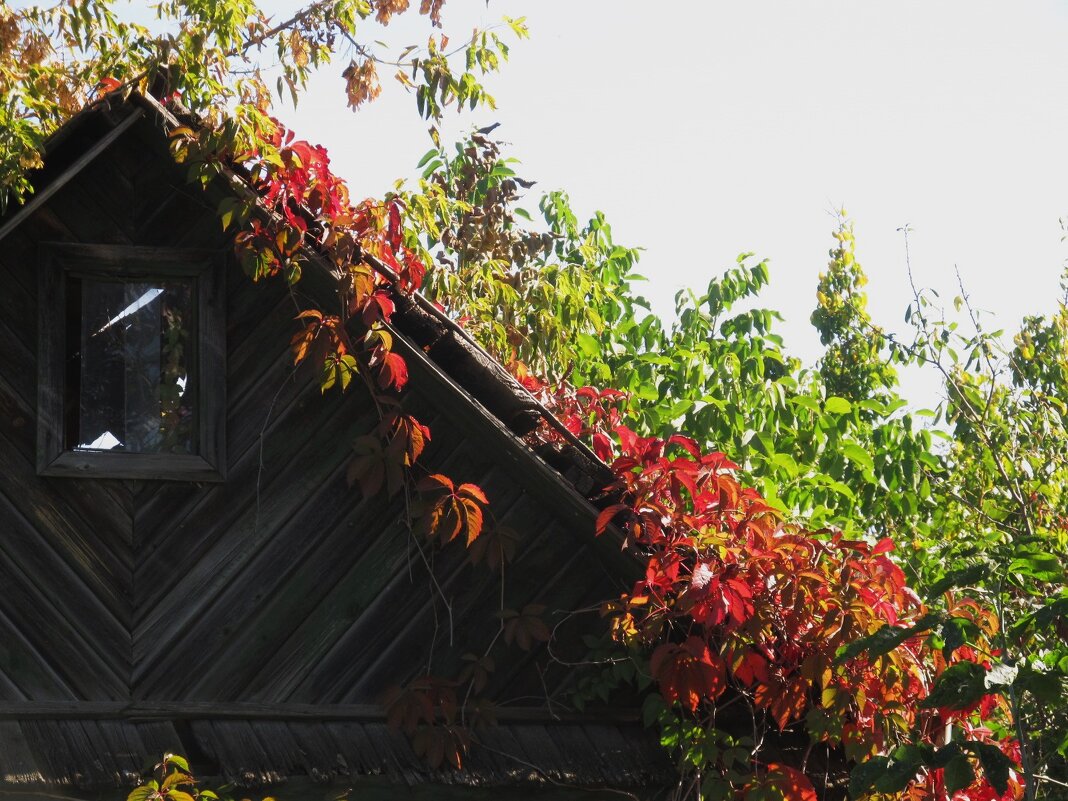 сентябрь - Елена Шаламова