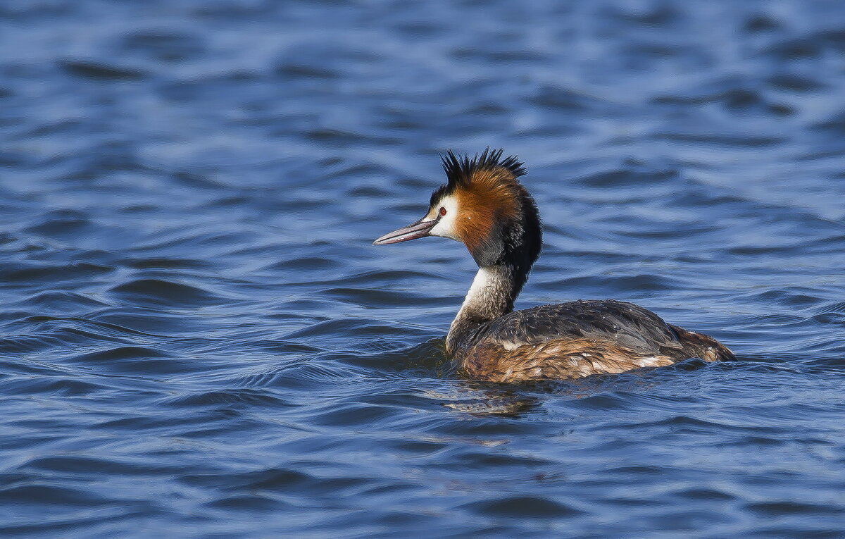 Чомга. - Sergey (Apg) Чомга. - Sergey (Apg)
