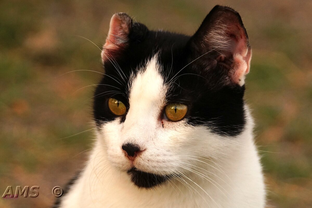 Иностранка - kolyeretka 