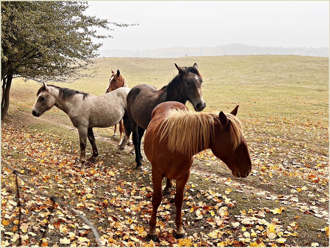 Осень. - Валерия Комова Осень. - Валерия Комова