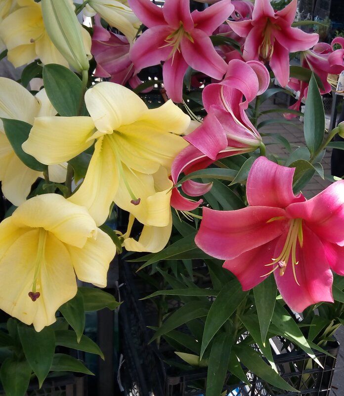 ,,, - Сергей Тимоновский ,,, - Сергей Тимоновский